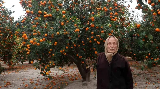 Hatay’da Mandalina Hasadı Düşüyor: Alıcı Krizi Ürünleri Dalda Çürüyor