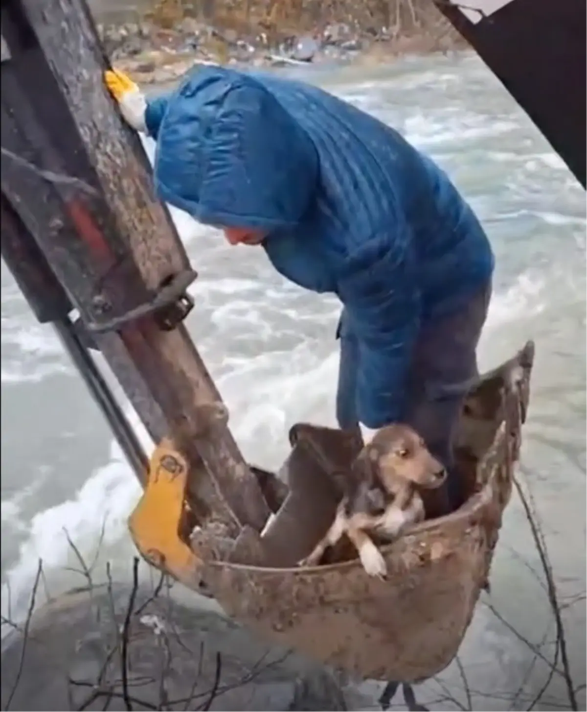 Dereli'de Mahsur Kalan Yavru Köpek Belediye Ekibi Tarafından Kurtarıldı