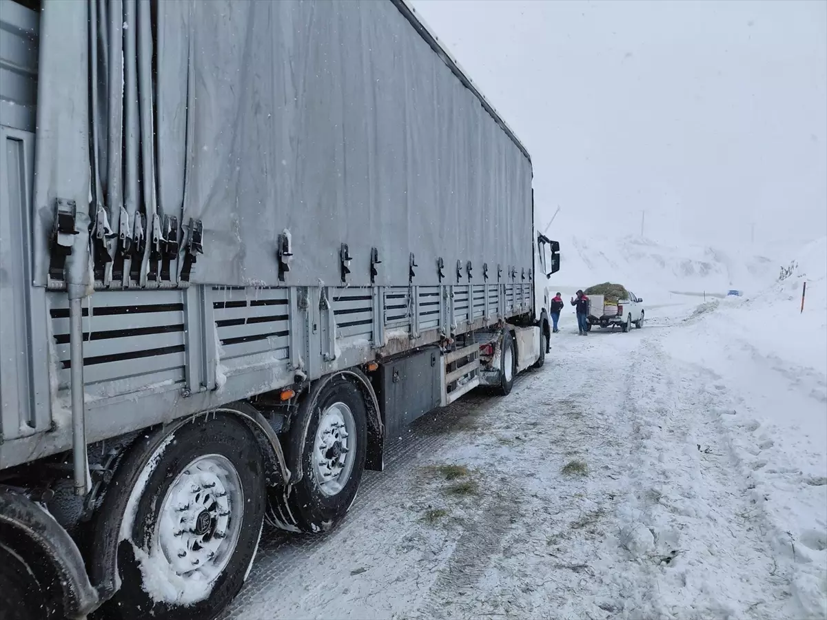 Erzurum’da Karla Kapanan Tırdaki Sığır Sürüleri Hayatta Kaldı