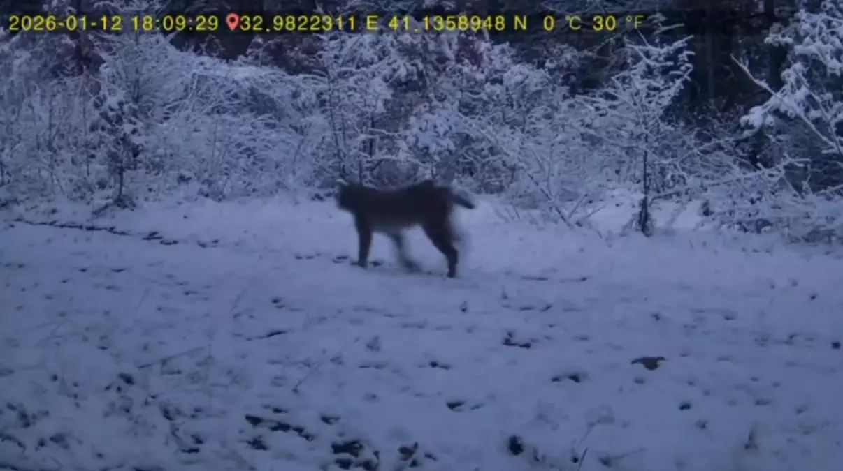 Karabük Ovacık Ormanında Kurda ve Vaşaka Şahit Olundu