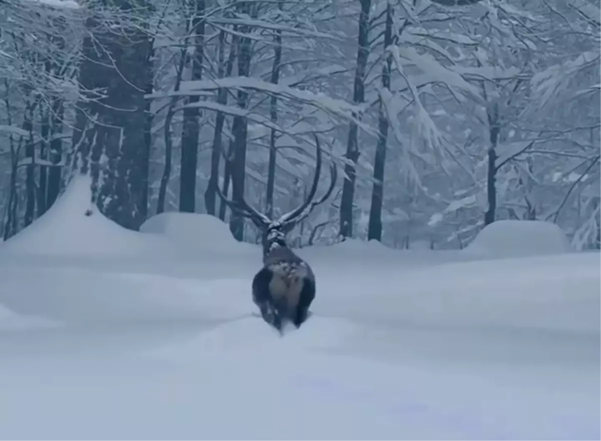 Kartepe'nin Kızılgeyiği Karla Kaplı Doğada Büyüledi