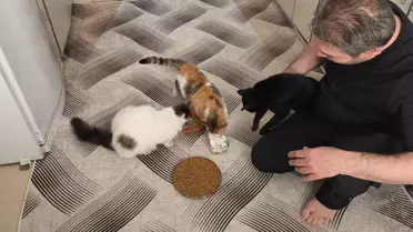 Sason Belediye Başkanı Soğuk Kış Günlerinde Sokak Kedilerine Sıcak Bir Ev Sağladı