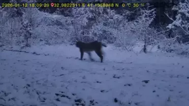 Karabük Ovacık Ormanında Kurda ve Vaşaka Şahit Olundu