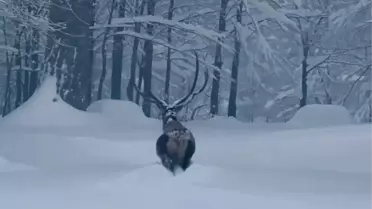 Kızılgeyiğin karla kaplı ortamda detaylı görüntüsü