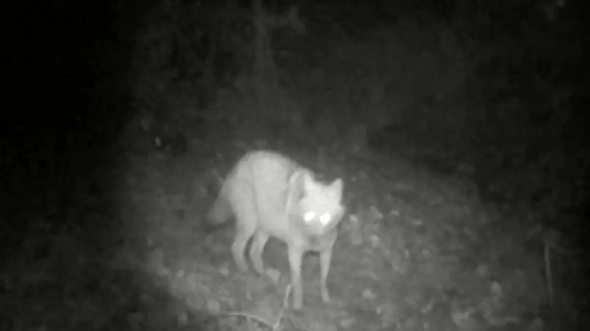 Bilecik’te Teknoparkta Görülen Kurt ve Çakal Görüntüleri Doğayı Heyecanlandırdı