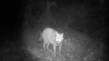 Teknopark kamerasından kurt ve çakal anı