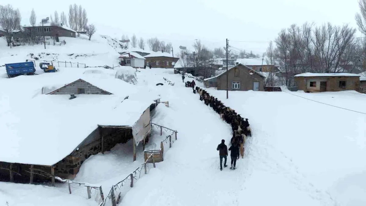 Muş’ta Karla Mücadele Eden Keçi Sürüsü 4 Saatlik Zorlu Yolculukla Köye Taşındı