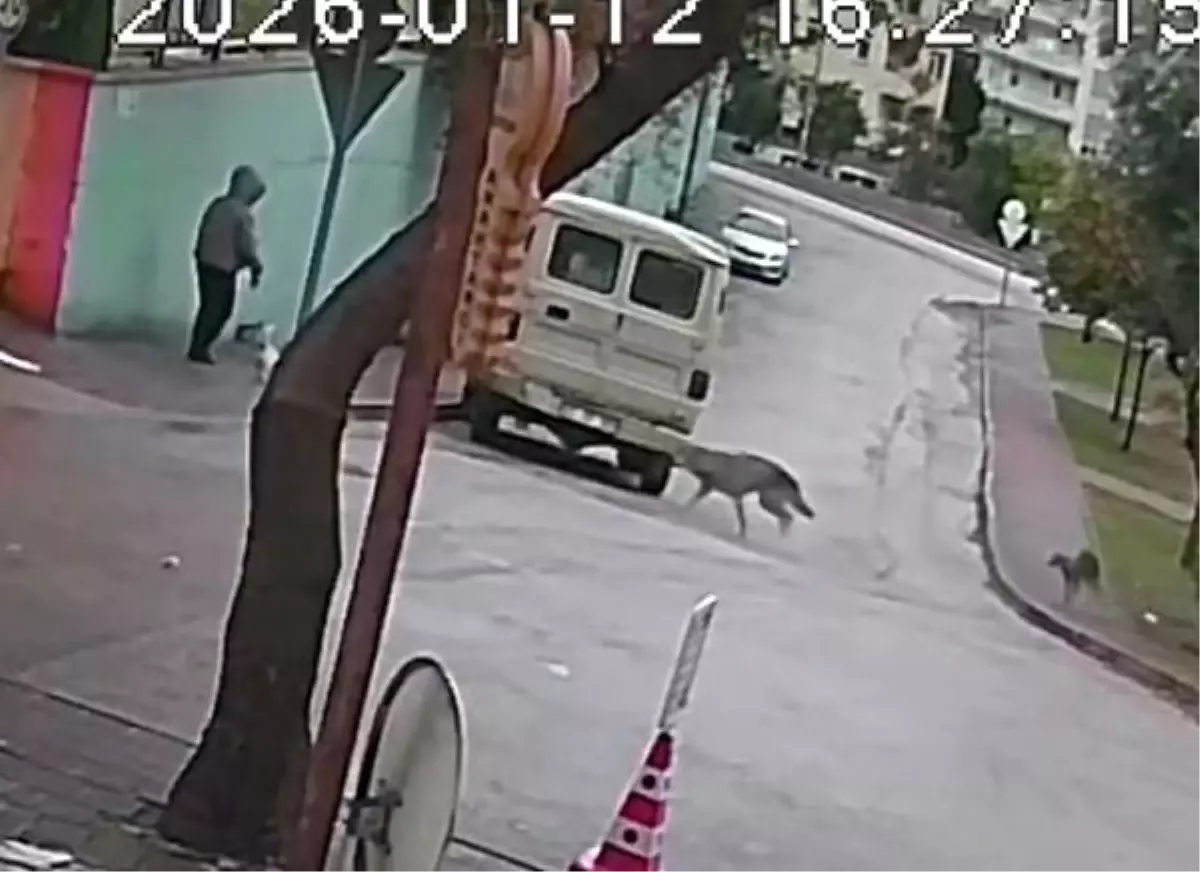 Adana’da Yürüyüşe Çıkan Kadına Kurt Köpekleri Saldırdı