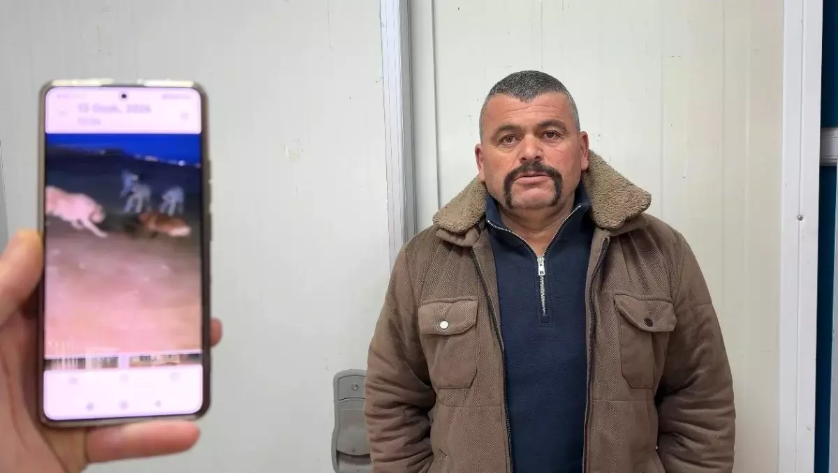 Beyşehir'de Yaban Domuzu Ellerle Yakalandı, Çiftçilerin Desteğiyle