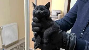 Kurtarılan kedi fotoğrafı