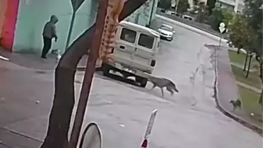 Kurt köpekleri saldırısı anlık görüntüsü