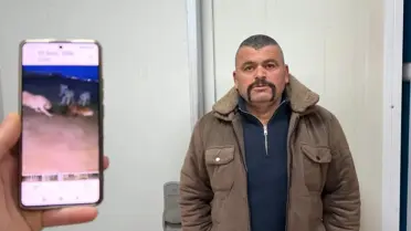 Yakalanan yaban domuzu