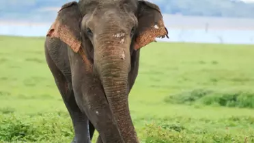 Jharkhand'ta Tek Dişli Filin Saldırısı: 22 Hayatı Gölgede Bıraktı, Yetkililer Alarm Verdi