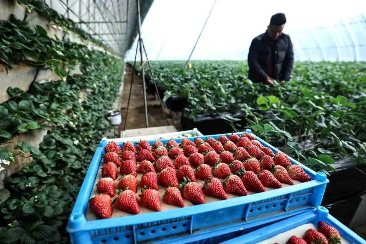 Donggang: Çilek Üretiminde Küresel Bir Merkez
