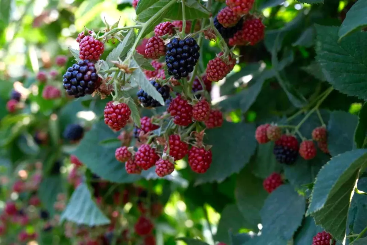 Kestel’de Ahududu ve Böğürtlen Üretimi Sırbistan Modeliyle Katlanarak Artıyor