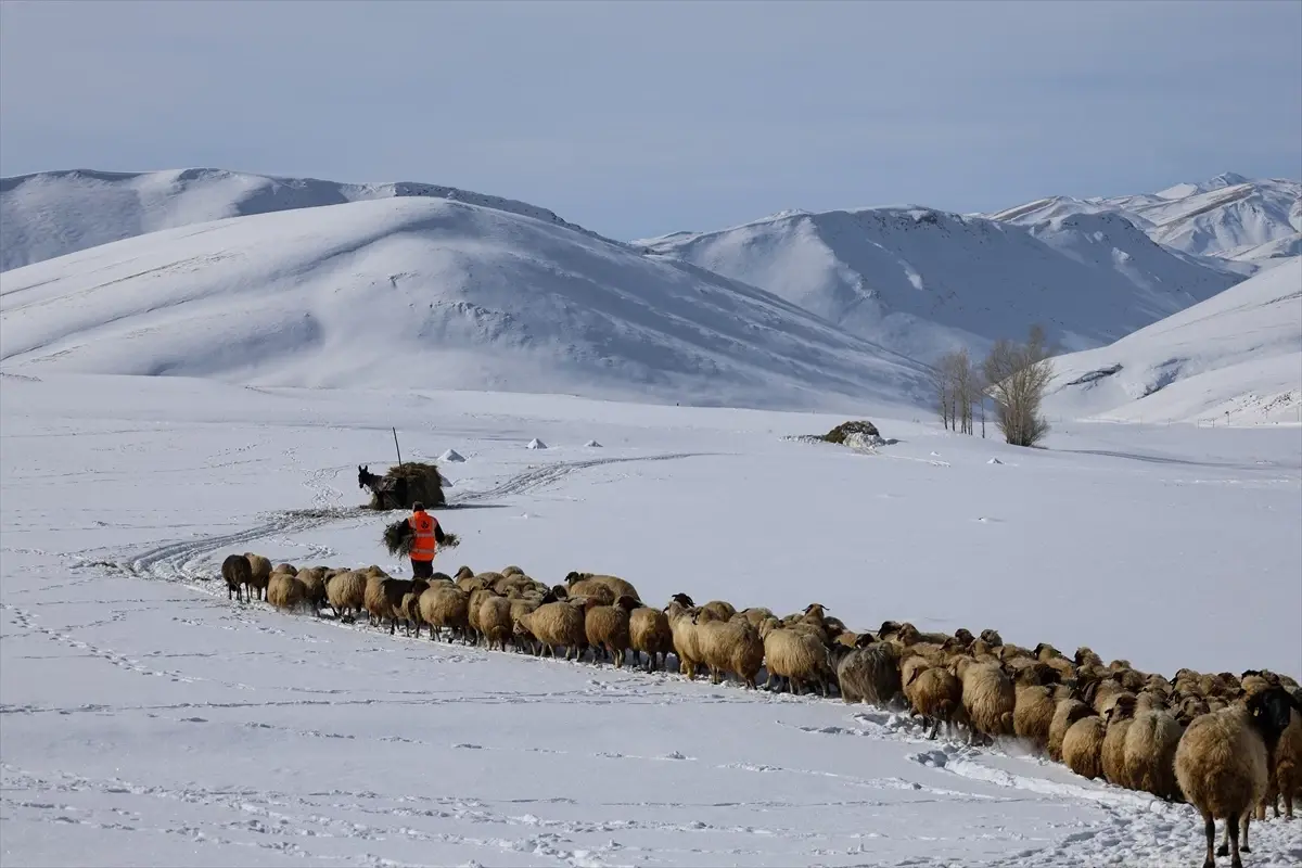 Van’da Kış Zorluğu: Çiftçiler Kar Üstünde Hayvan Besliyor