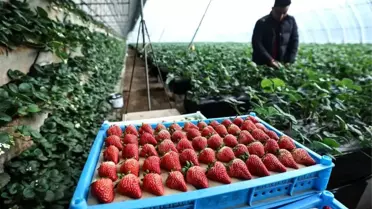 Donggang çilek hasadı