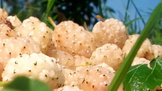 Erzincan’da Dut Bahçeleri İçin %50 Hibe Desteği Başlatıldı