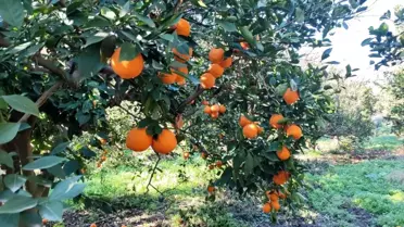 Hatay’da 2,5 Ton Portakal Çalan 5 Kişi Jandarmanın Hızlı Müdahalesi