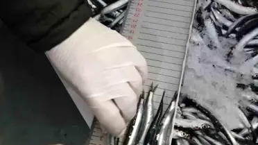 Trabzon’da Kaçak Balıkçılık Operasyonunda 3,2 Milyon TL Ceza ve 1,5 Ton Su Ürünü Ele Geçirildi