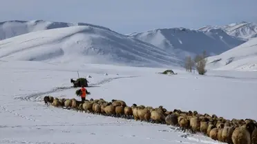 Van’da Kış Zorluğu: Çiftçiler Kar Üstünde Hayvan Besliyor