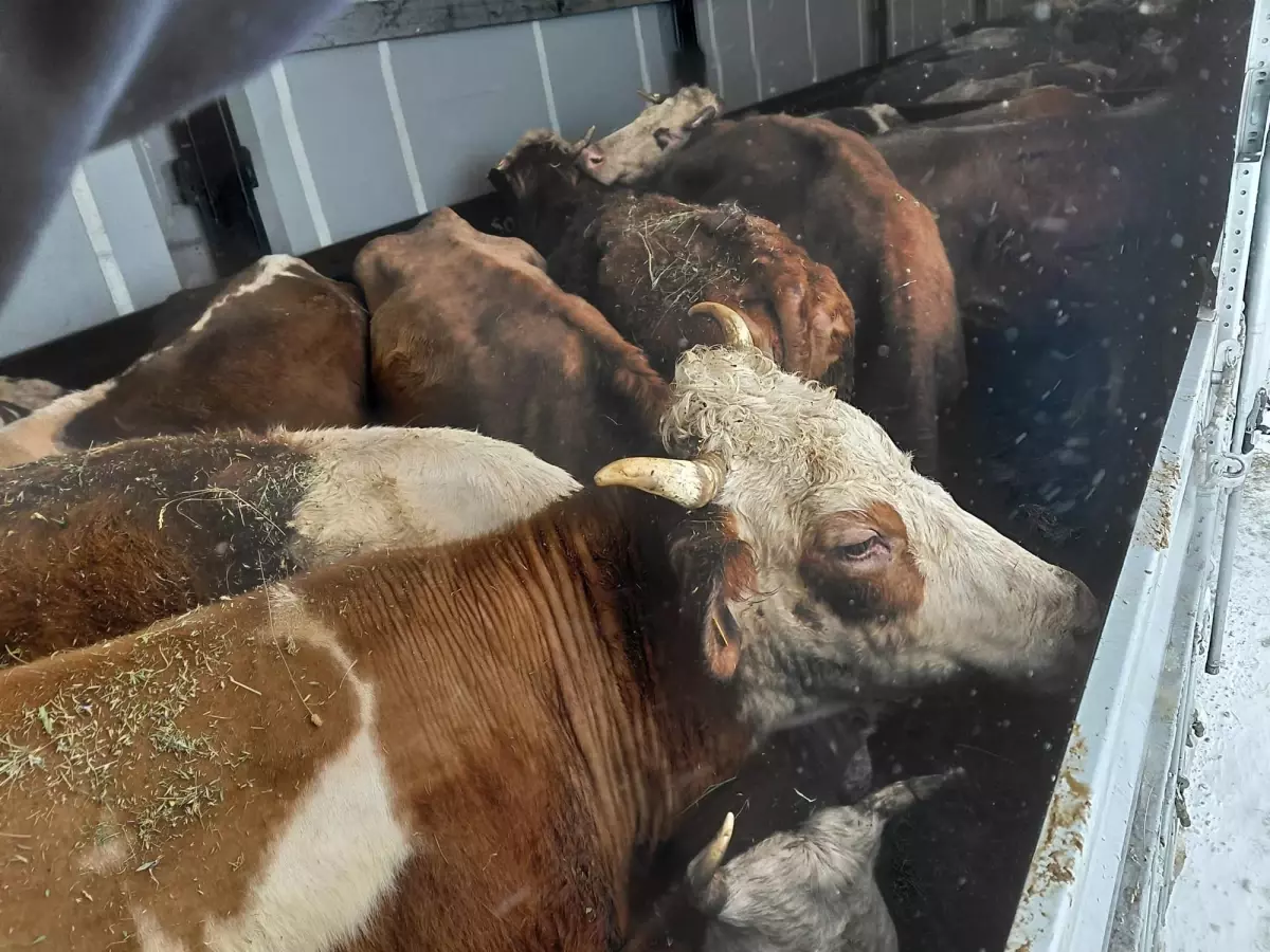 Çat’ta Kar Fırtınası: TIR’da Kalan Hayvanlara Saman ve Ot Yardımı