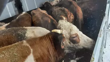 Yardım kamyonları ot ve saman taşıyor