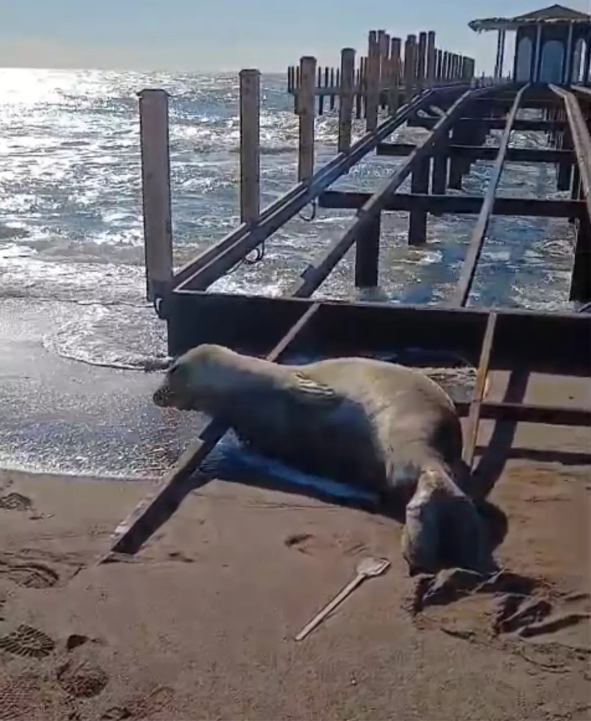 Serik’te Akdeniz Foku Sahilde Karaya Çıktı, Otel Çalışanları Tarafından Beslenerek Kurtarıldı