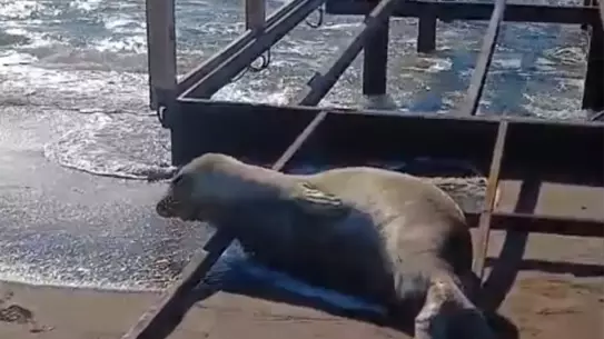 Serik’te Akdeniz Foku Sahilde Karaya Çıktı, Otel Çalışanları Tarafından Beslenerek Kurtarıldı