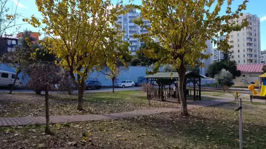 Saldırıya uğrayan evcil köpek