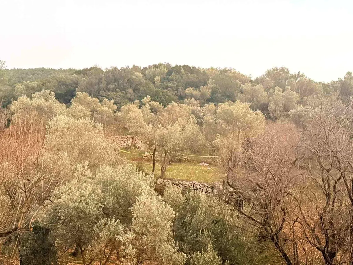 Datça’da 72 Yaşındaki Çiftçi Tarla Ziyaretinde Kalp Krizi Geçirerek Hayatını Kaybetti