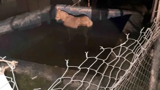 İtfaiye ekipleri tarafından kurtarılan at