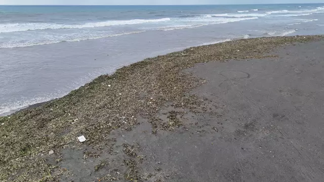 Su sümbülleriyle kaplı Samandağ kıyısı