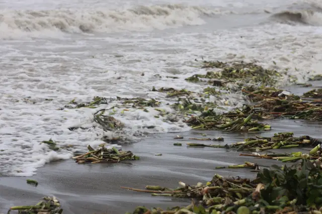 Deniz dalgaları arasında su sümbülleri