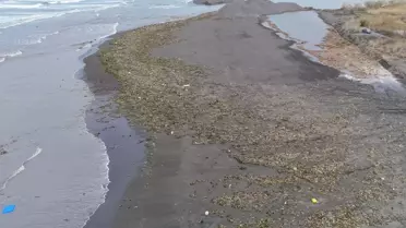 Hatay’da Su Sümbülleri Samandağ Sahilini Yeşile Döndürdü