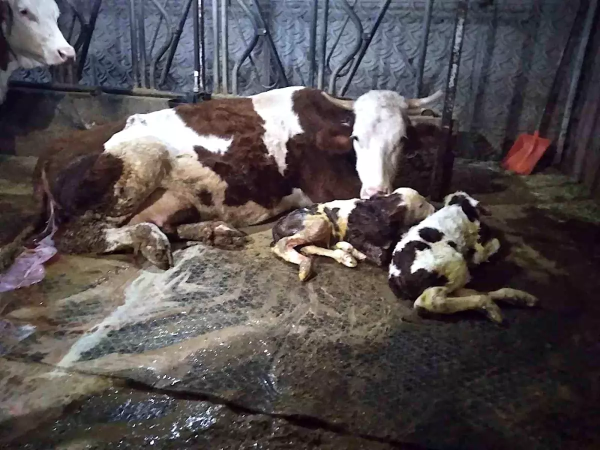 Çavdar Ailesinin Hayvancılık Serüveni: Kayıp Buzağı ve İkizlerin Mutlu Gelişi