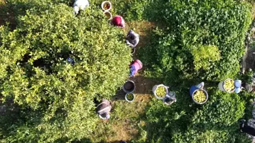 Tarım ÜFE yıllık %36,01 artış grafiği