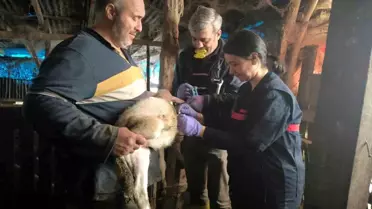 Yalova’da hayvan sağlığı etkinliği