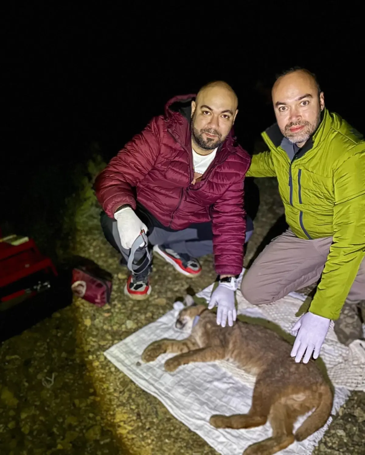 Karakulak, Akdeniz Ekosistemlerinin Yeni Gösterge Türü Olarak Tescillendi