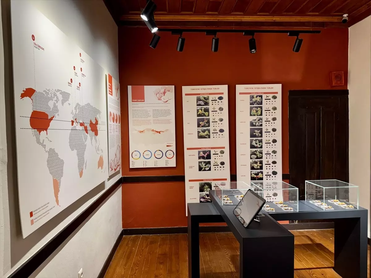 Ordu’da Fındık Tutkunlarına Yeni Durak: Kahraman Sağra Fındık Müzesi Açıldı