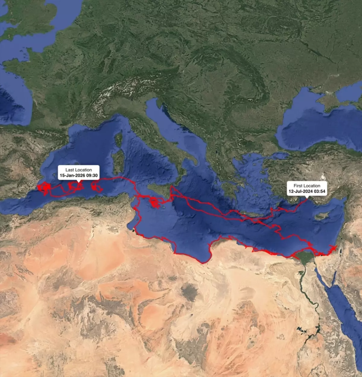 Gümüş'ün 24 Bin Kilometrelik Göç Macerası: Antalya'dan Dünya Sahillerine