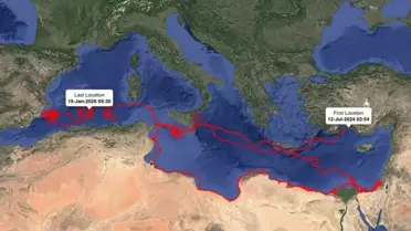 Gümüş'ün 24 Bin Kilometrelik Göç Macerası: Antalya'dan Dünya Sahillerine
