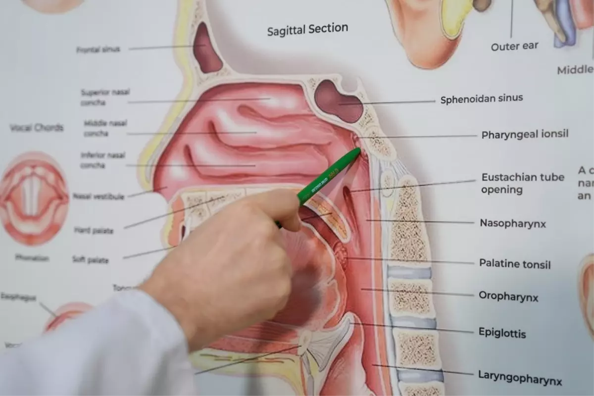 Geniz Eti Büyümesi Çocuklarda Kulak Enfeksiyonlarını ve Büyüme Sorunlarını Nasıl Tetikliyor?