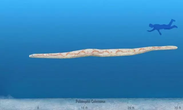 Deniz yılanının detaylı fosil görüntüsü