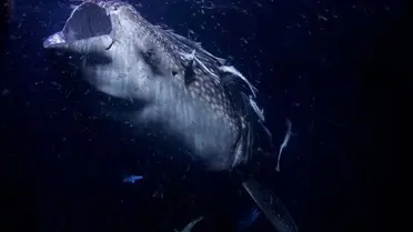 12 Metrelik Dev Deniz Yılanı Palaeophis colossaeus Keşfedildi: Köpek Balıklarıyla Beslenme İhtimali