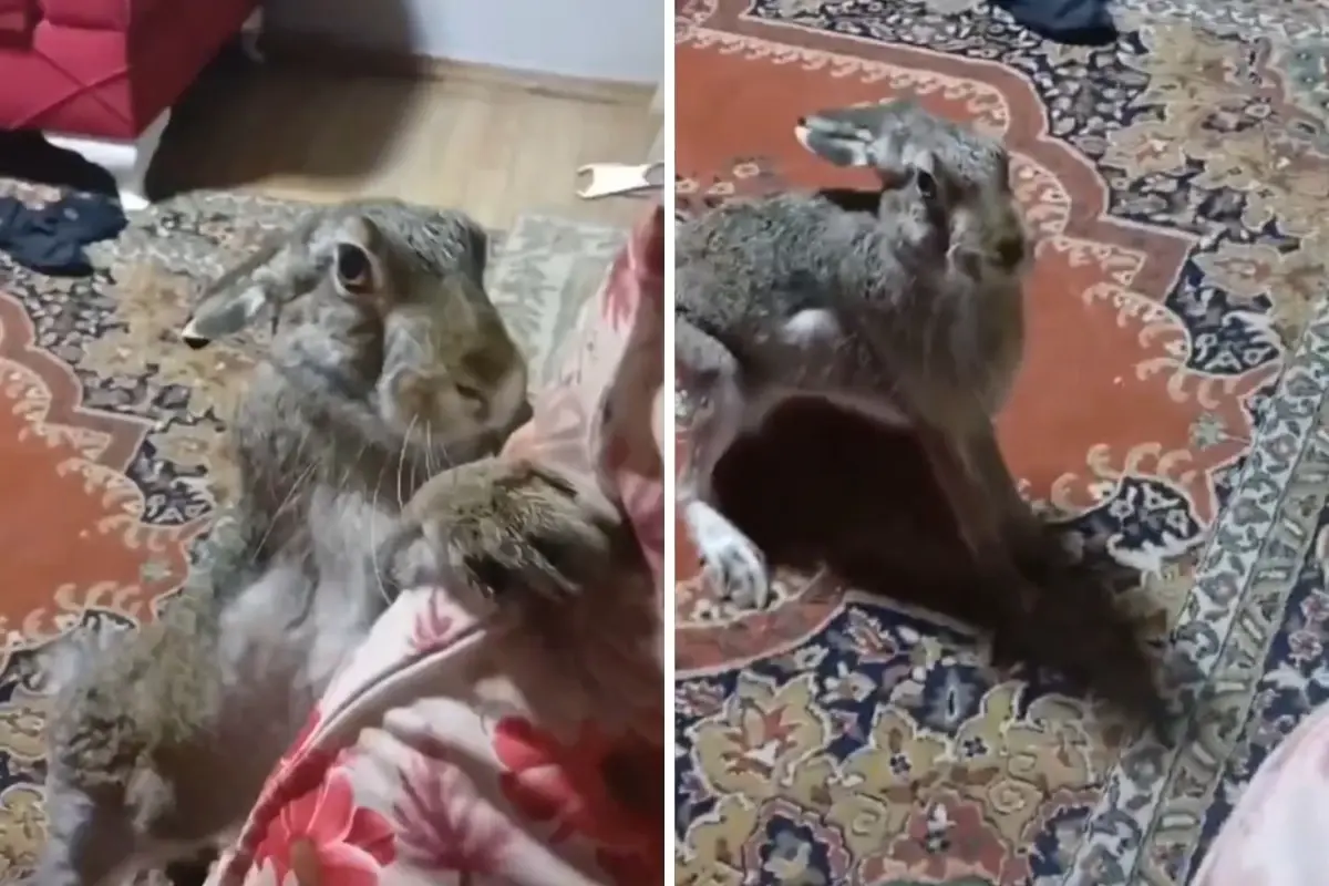 Yaban tavşanı ve adamın görüntüsü