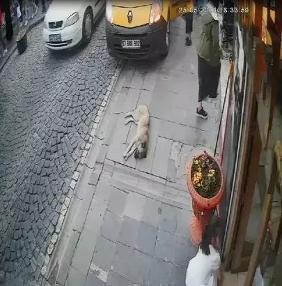 Olay yerinde taksi ve köpek