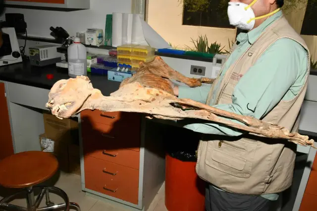 Lauga mağara girişinin fotoğrafı