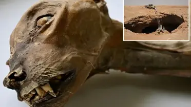 Suudi Arabistan'ın Lauga Mağarası'nda 7 Mumyalanmış Çita ve 54 Kalan Kalıntı Keşfedildi