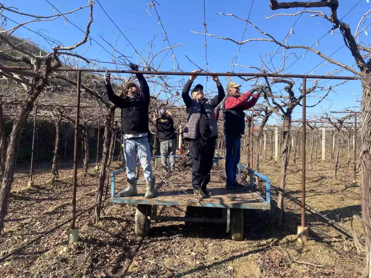 Alaşehir'de Yağmur ve Kar, Çiftçilere Umut Verdi